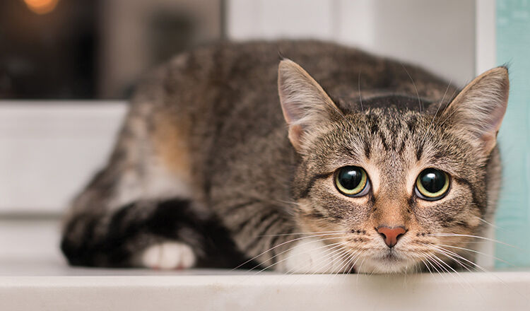 The frightened tabby cat shrank at the window. Her eyes grew larger and darker with fear.
